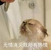 萌宠 猫星人 无情浇灭我所有热情 失望 搞怪 呆萌