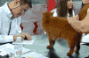 喵星人 求吻 可爱 萌萌哒 猫霸