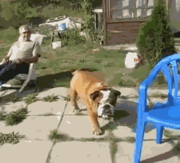 狗狗 坐椅子 晒太阳 蓝色