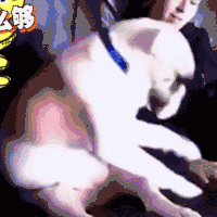 狗狗 可爱 抚摸 萌萌哒