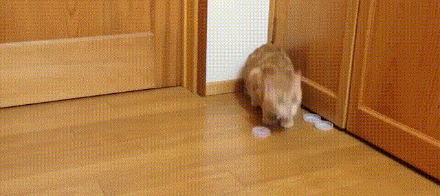 猫咪 地板 玩耍 墙角