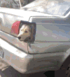 萌宠 运狗专用车 搞笑 露个脑袋