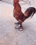 动物 鸡 跑步 运动鞋 搞笑