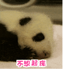 熊猫 抻懒腰 不想起床  萌宠
