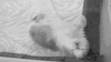 猫咪 卖萌 呆萌 可爱