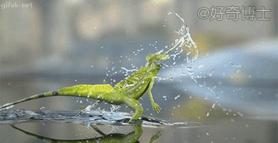 蜥蜴 奔跑 水面 绿色