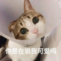 猫咪 可爱 呆萌 斗图 你是在说我可爱吗