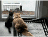 小猫 黑色 老鼠 可爱