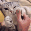 猫星人 可爱 呆萌 逗 表情