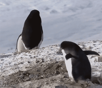 企鹅 可爱 我是谁 我在哪儿 我在干什么
