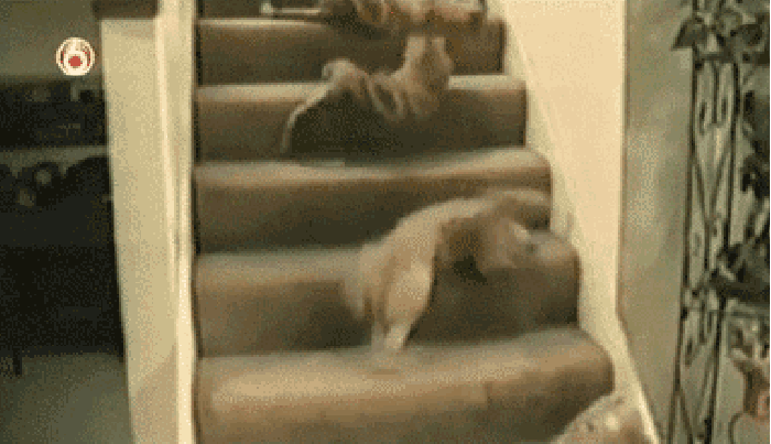 小猫 楼梯 滚落 搞笑