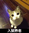 入狱养老 猫咪 仰望 目不转睛