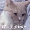 萌宠 猫星人 哎 伤脑筋哦 呆萌 可爱