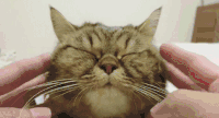 猫 喵星人 揉脸 宠物 萌 可爱