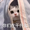 萌宠 猫星人 你们在干什么 惊讶 呆萌 可爱