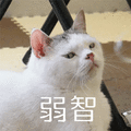 弱智 猫