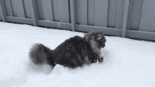 雪 猫 动物