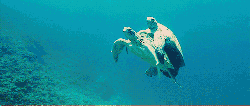 乌龟 海洋 蓝色 海草