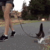 喵星人 遛弯 好奇 猎奇 铲屎官 活泼