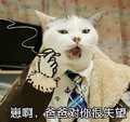 猫咪 可爱 萌萌哒 搞笑 斗图 崽啊，爸爸对你很失望