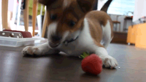 草莓 想吃 萌 狗狗