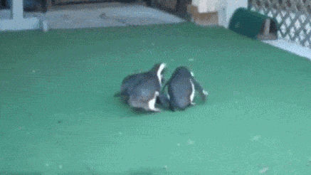 激光 laser 企鹅 玩耍