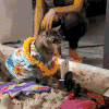 喵星人 搞笑 萌宠 猫咪 可爱