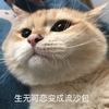 萌宠 喵星人 生无可恋 我好难过 憨憨 可爱