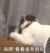 萌宠 猫星人 亲亲 呆萌 可爱