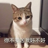 萌宠 喵星人 你不要凶我 好不好 呆萌 可爱