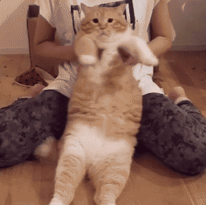猫咪 跳舞 胖乎乎 可爱