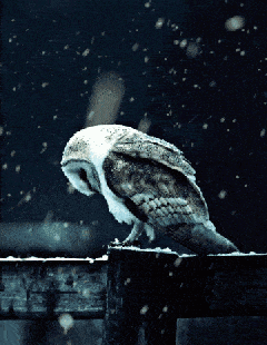 猫头鹰 睡觉 下雪 站立