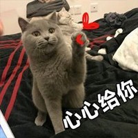 萌宠 猫星人 心心给你 开心 呆萌 可爱