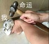 生活 我 安排得明明白白 命运