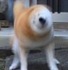 柴犬 动物 萌 摇头