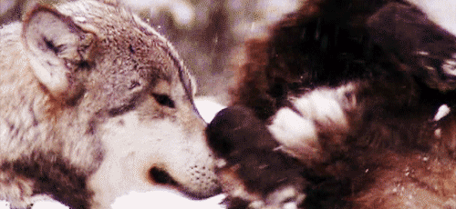 雪地 狼 亲密 自然 动物 玩耍