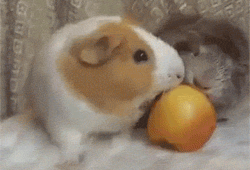 小仓鼠 争抢 苹果 惊呆 不给你吃