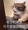 萌宠 猫星人 老子的键盘可不是面团捏的 凶巴巴 呆萌 可爱