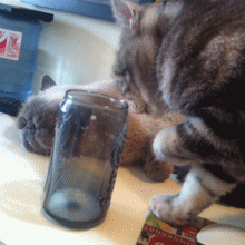 猫咪 杯子 伸爪子 喝奶