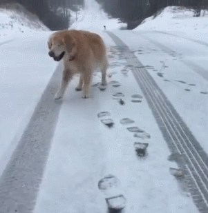 狗狗 雪地 向前走 摇尾巴