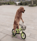 狗狗 骑车 锻炼身体