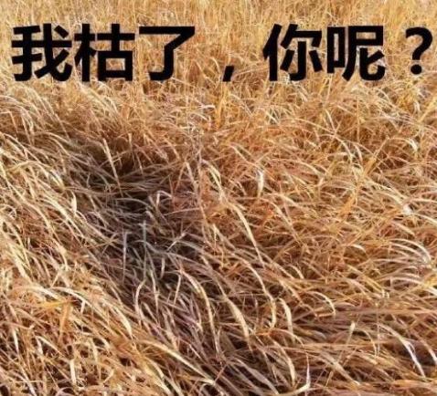 大杂烩 文字表情包 魔性 搞笑 逗