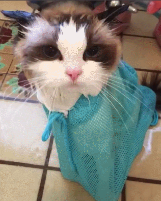 猫咪 水流 洗澡 呆萌 可爱