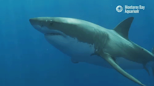鲨鱼 海底 凶猛 游动