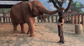 友谊 大象 可爱 拥抱