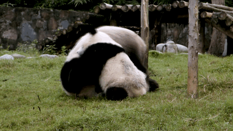可爱 熊猫 拥抱  萌