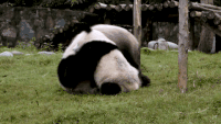 可爱 熊猫 拥抱  萌