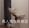 萌宠 猫星人 高人竟在我身边 惊讶 呆萌 可爱