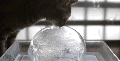 冰球 猫咪 舔