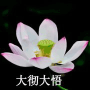 莲花 沙雕莲花 大彻大悟